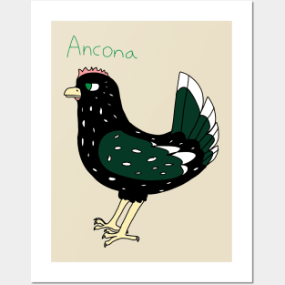 Ancona Chicken Posters and Art